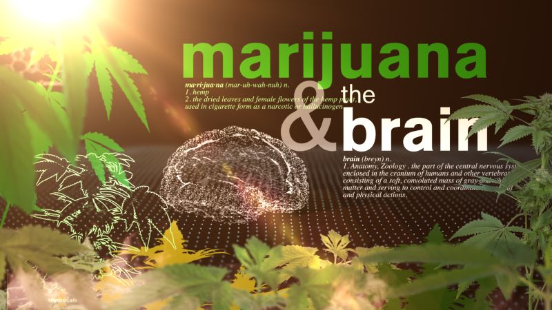 Cannabis Concentrates and Their (Scary) Effect on the Teenage Brain
