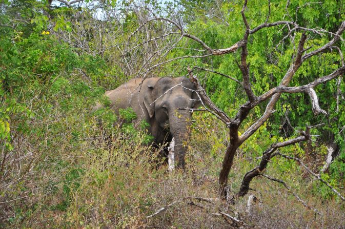 Yala is home to several Asian elephants, though herds are more common in nearby Udawalawe National Park.