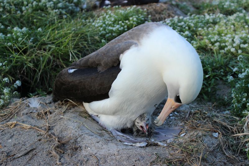 Can Wisdom save the world's albatross population? | CNN