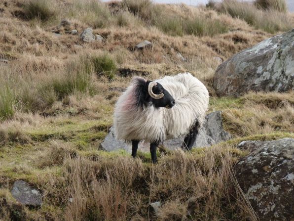 <a href="http://ireport.cnn.com/docs/DOC-1100301" target="_blank">Kristen Jackson</a> said she couldn't put her camera down while in Connemara. "There were sheep everywhere and it was like they were posing for me." 