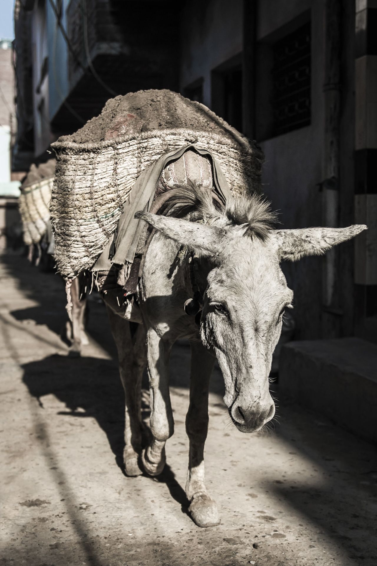 A tired working donkey carrying construction materials in a slum in Delhi, India.