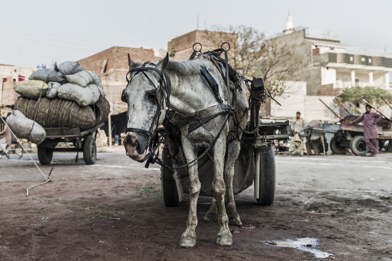 A dehydrated working horse about to be treated at a Brooke clinic in Lahore, Pakistan.
