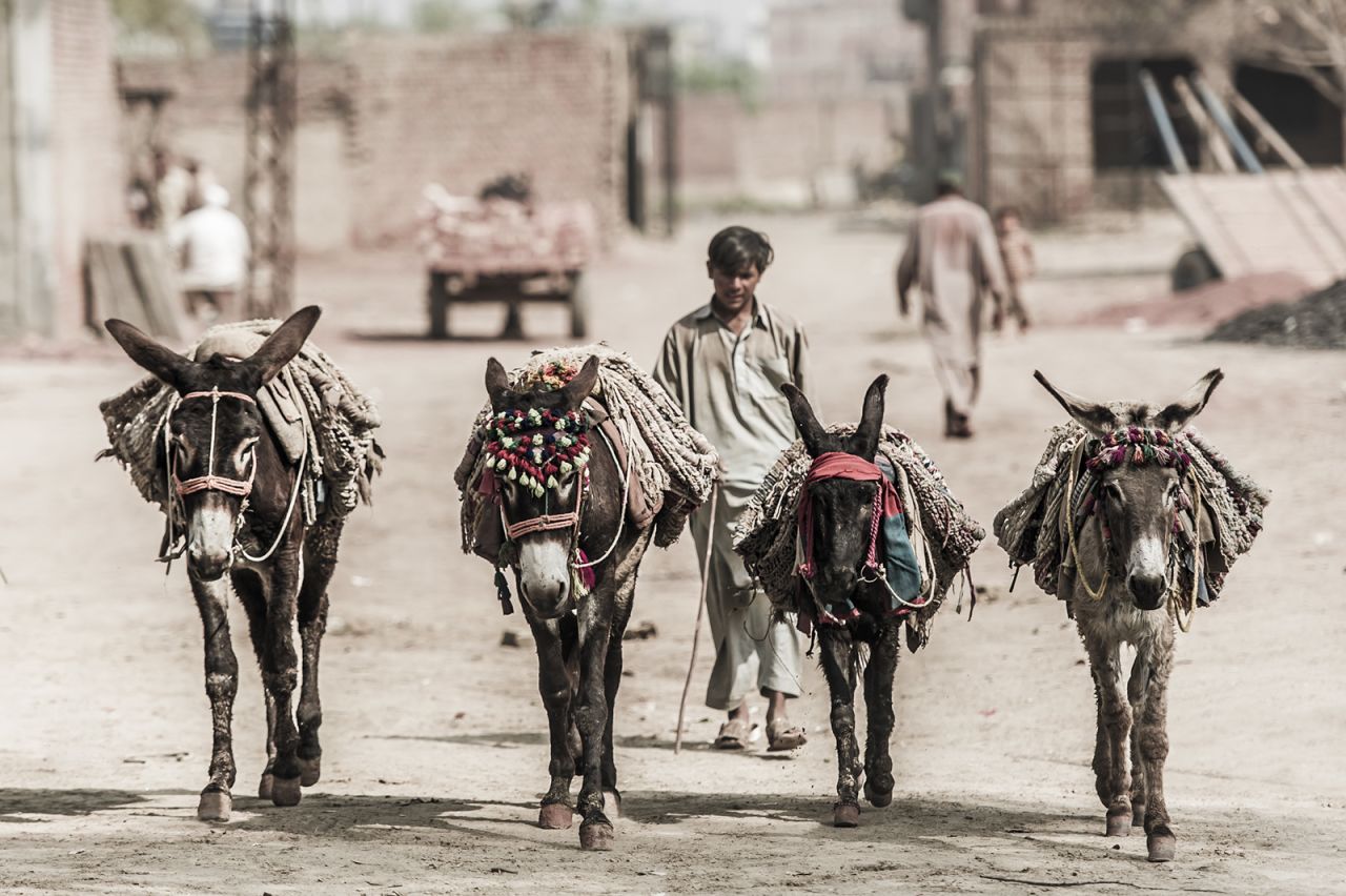 Working donkeys at a brick kiln in Gujranwala in Pakistan. The owners take great pride in them, often adorning their bridles with tassels and cloths.
