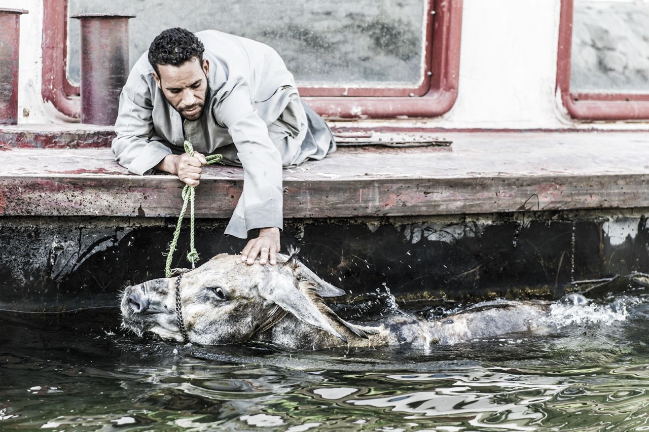 A carriage driver washes his mule's head in the Nile from a riverboat in Egypt. Tourism is not quite so buoyant in Luxor and drivers are finding it extremely hard to make a living.