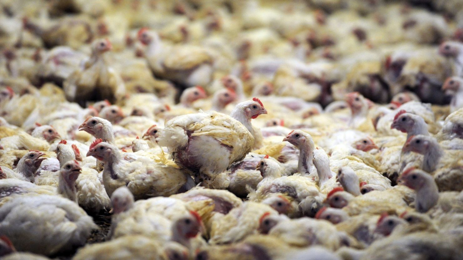 Expect temporary changes in the meat case - Animal Agriculture
