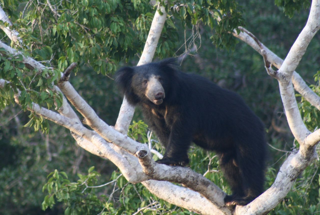 <strong>Wilpattu National Park, Sri Lanka:</strong> Wilpattu allows travelers to track the elusive leopard and sloth bear in serene surroundings, says Skandha Ponniah, marketing manager for SriLankaInStyle.