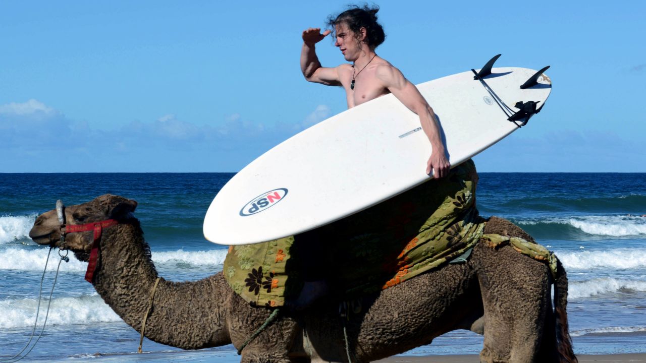 Essaouira Morocco surfing camel