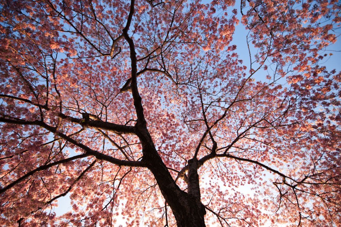 New York resident <a href="http://ireport.cnn.com/docs/DOC-767994">Navid Baraty </a>visited D.C. to see the cherry blossoms in 2012. 