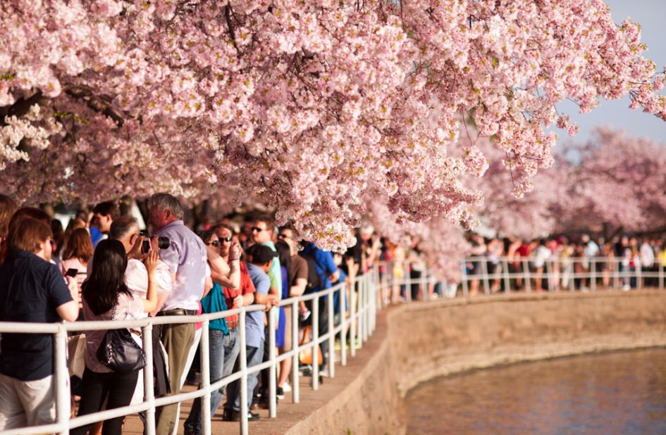 Cherry blossoms reach their peak in Washington, D.C. CNN