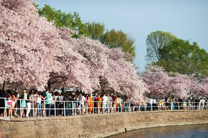 More than 1.5 million people travel to the capital to see these blooming flowers, according to the <a href="index.php?page=&url=http%3A%2F%2Fwww.nationalcherryblossomfestival.org%2Fabout%2Fhistory%2F" target="_blank" target="_blank">National Cherry Blossom Festival's</a> website.
