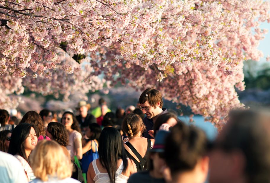 A crowd walks under blooming cherry blossoms.
