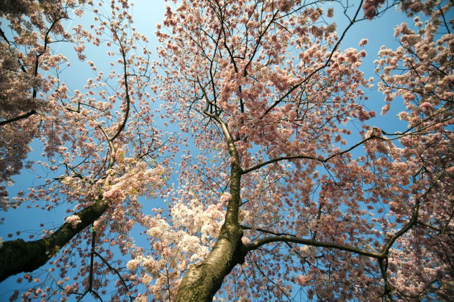The cherry blossom festival commemorates the gift of 3,020 cherry trees that Tokyo gave to Washington in 1912.