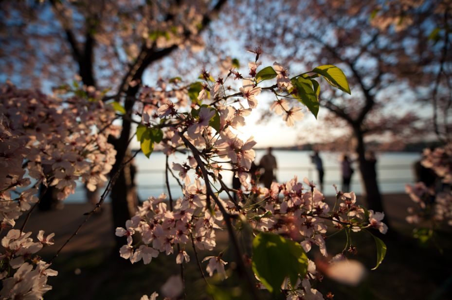 The cherry trees' peak bloom, which is when 70% of the trees are blooming, is dependent on the weather.