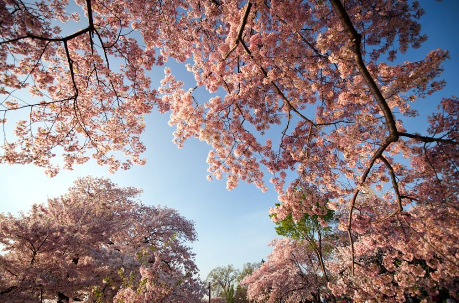 D.C.'s cherry trees have hit their peak as early as March 15 in 1990 and as late as April 18 in 1958. 