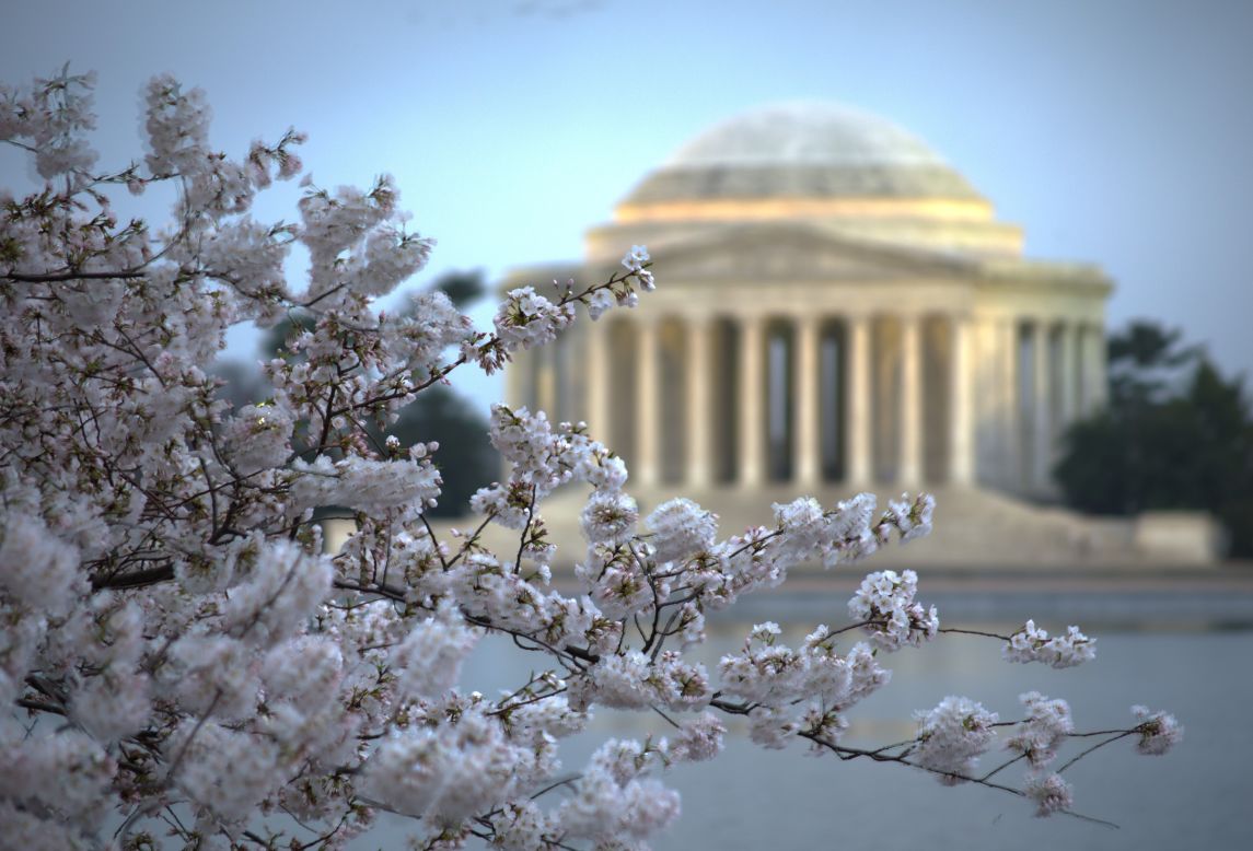 The 2015 peak bloom is expected between April 11 and April 14.