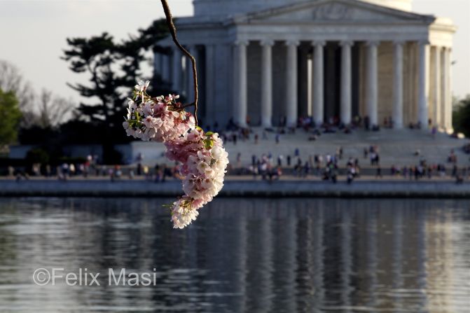 The National Park Service expects peak bloom to occur this year starting on March 17. 