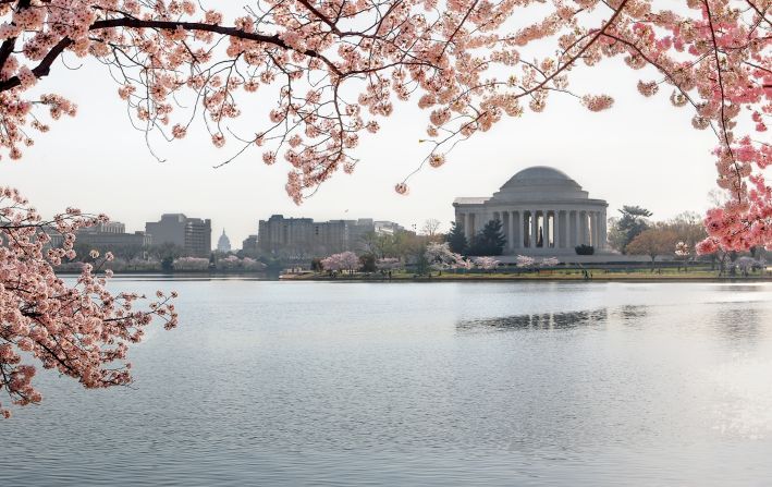 Here, the cherry blossoms overlook the Tidal Basin in Washington.