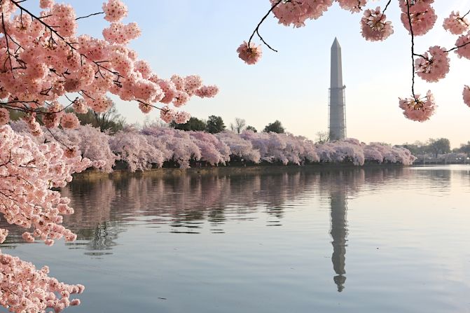 Cherry blossoms bloom in a variety of countries during spring. You can find these delicate flowers in the United States, Japan, Germany, India and even Turkey, just to name a few nations this flowering plant calls home.