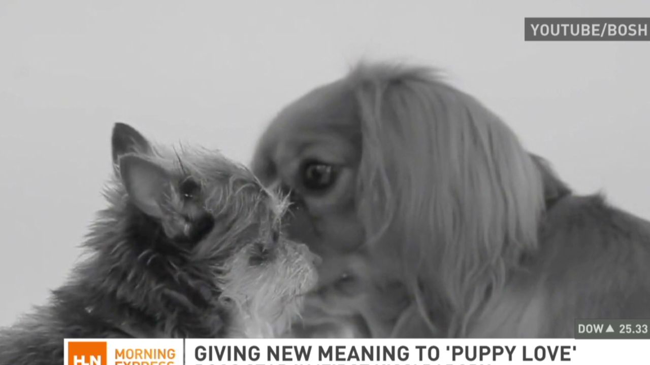 Dogs parody strangers kissing video