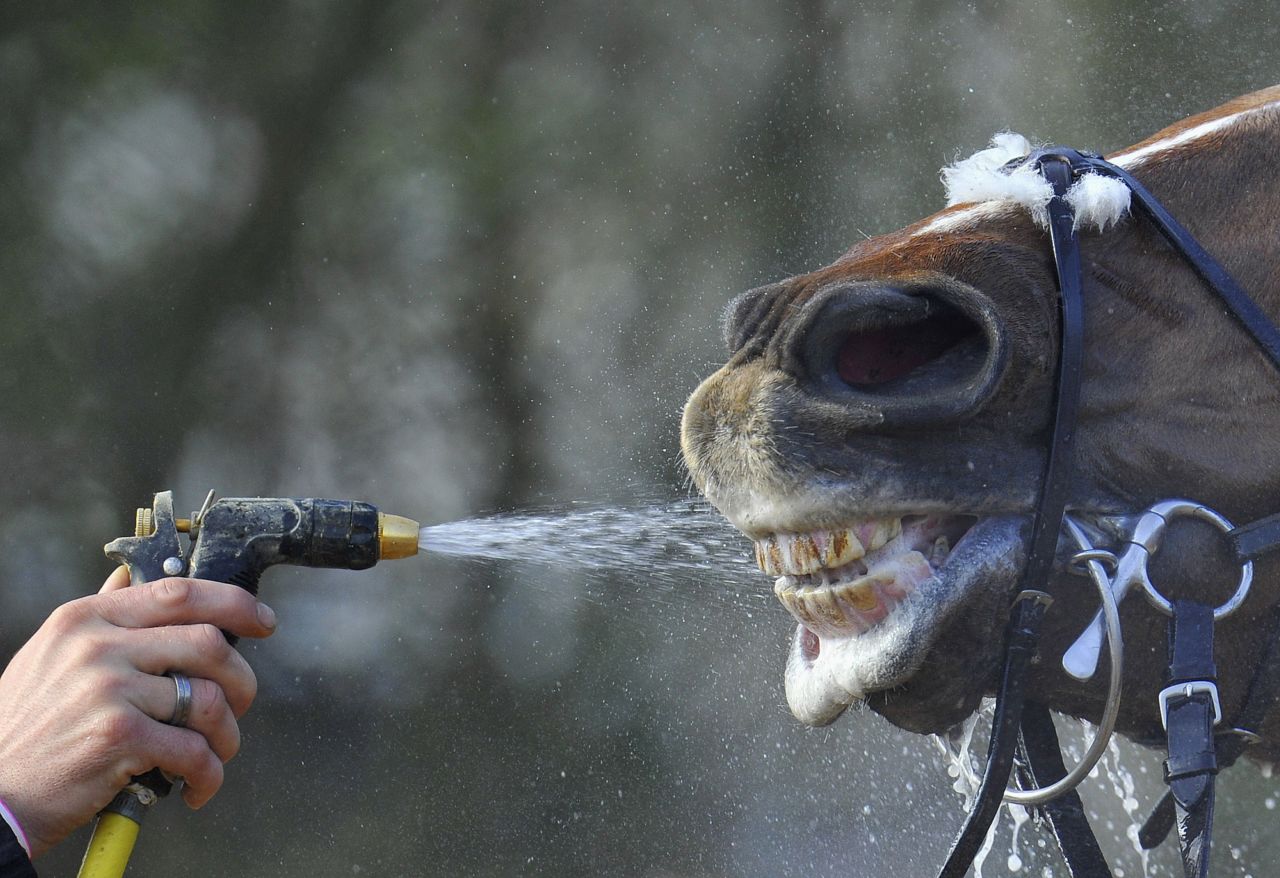 A horse is cooled down with a hose Wednesday, March 12, after racing at the Cheltenham Festival in Cheltenham, England.