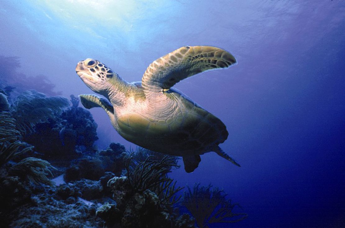 Some of the world's clearest water. No wonder he likes it here.