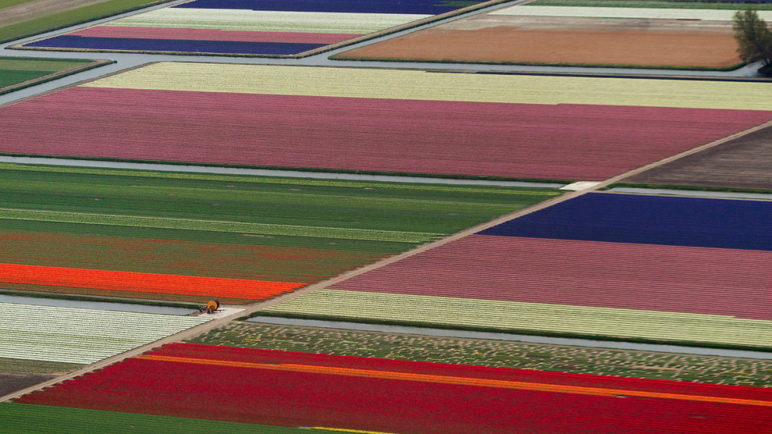 From March through May, millions of tulips draw visitors to Keukenhof Gardens near Lisse, Netherlands.
