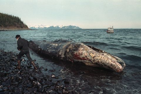 A fisherman inspects a dead California gray whale covered in oil on the northern shore of Latoucha Island, Alaska.