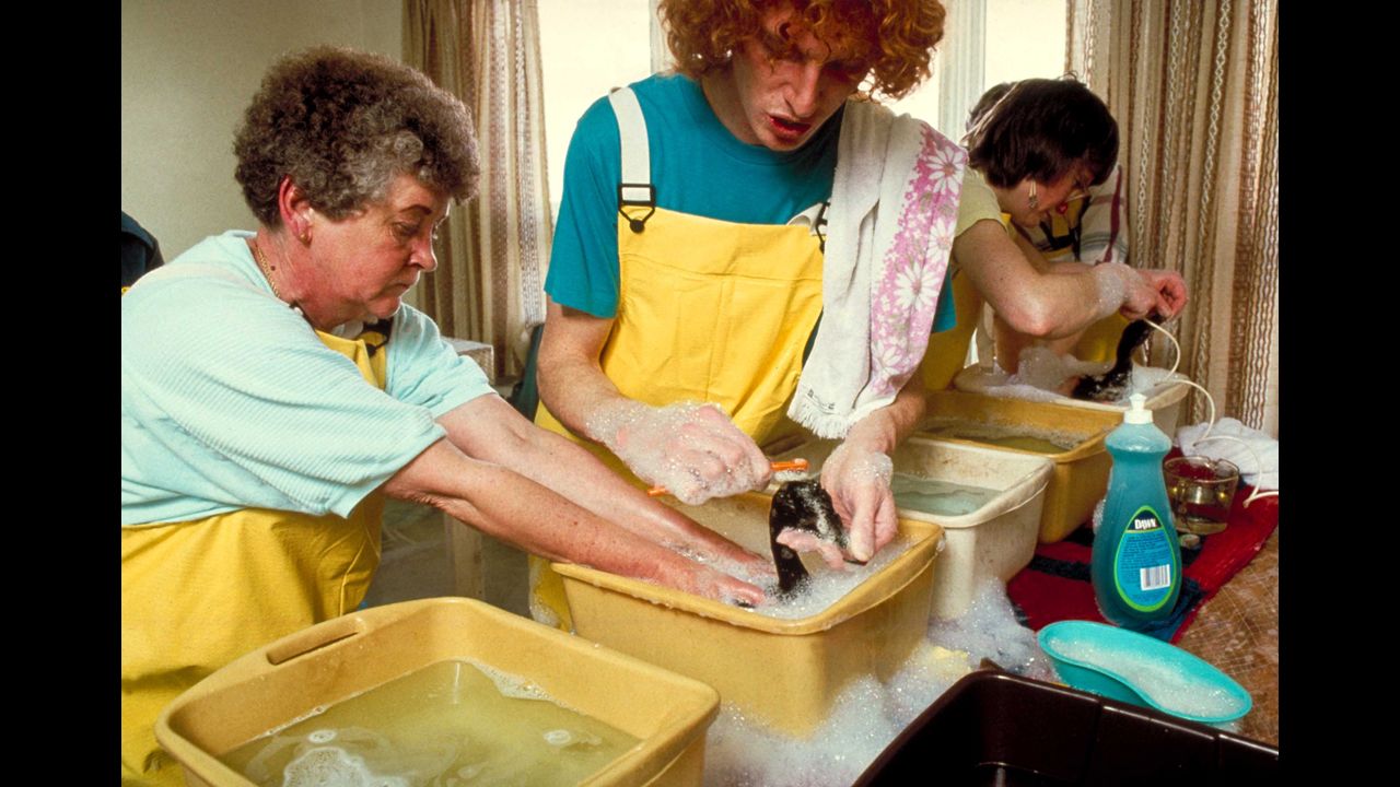 Volunteers bathe oil-covered birds in buckets filled with water and dish detergent.