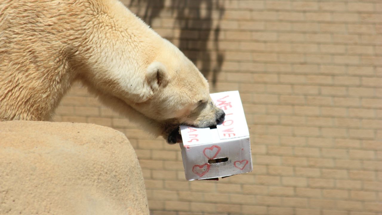 For Valentine's Day, zookeepers brought Wang a box filled with goodies and decorated with, "We Love You Wang!"