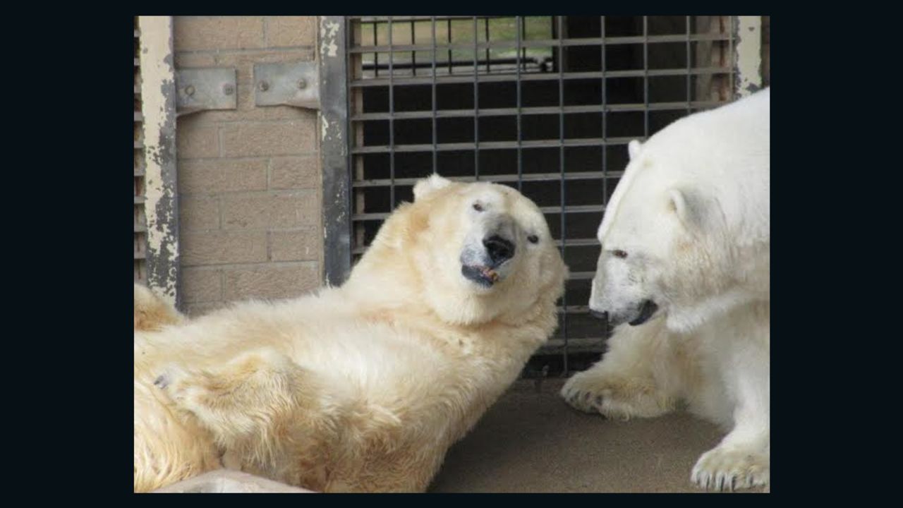 Wang, left, and GeeBee had spent their days together since they were cubs. GeeBee died of a heart attack in January.