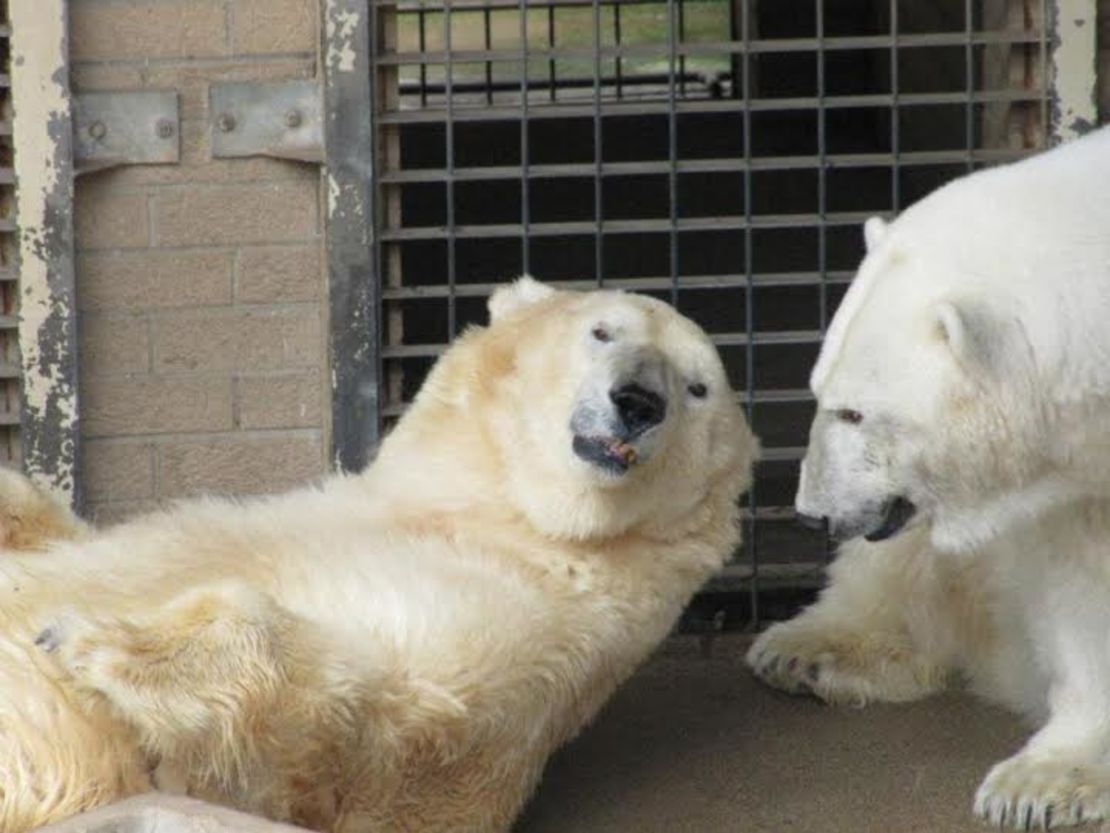 Wang (left) and GeeBee had spent their days together since they were cubs. GeeBee died of a heart attack.