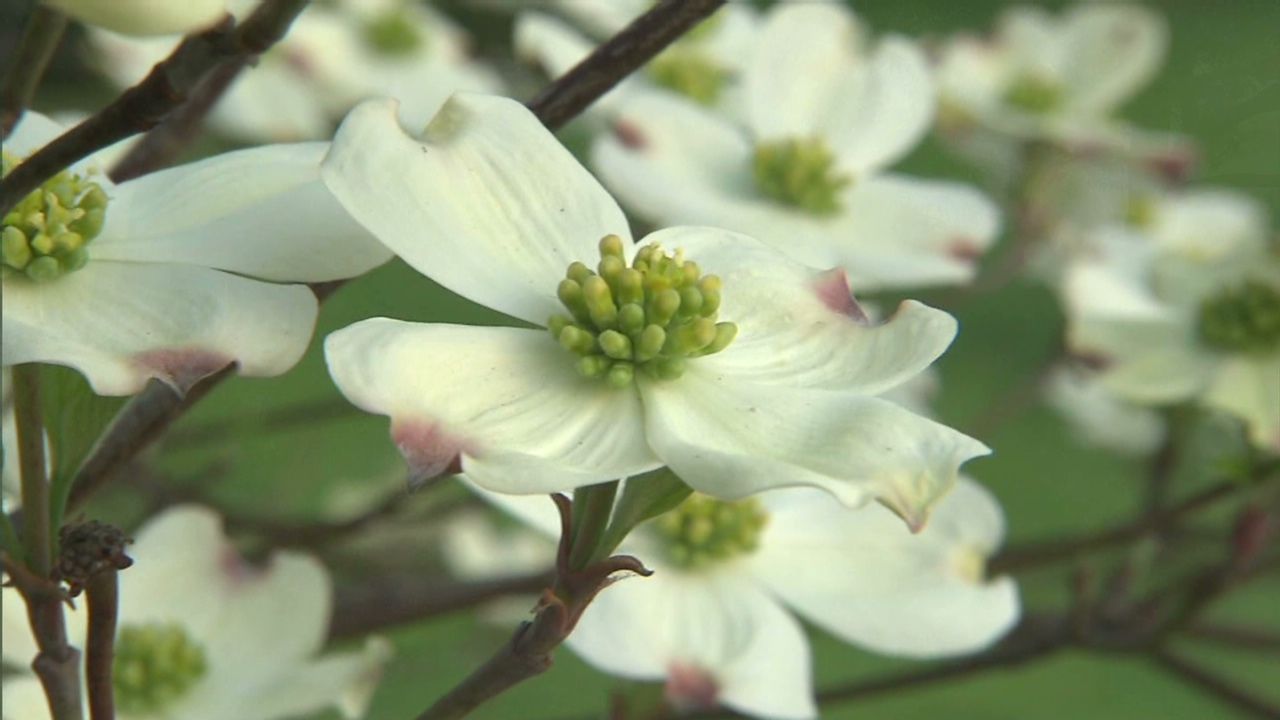 how to get rid of pollen allergy symptoms