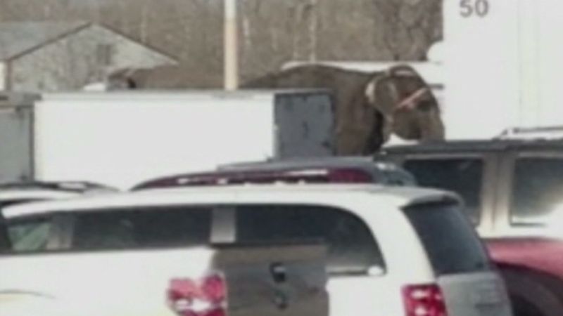 Elephants escape circus in St. Louis, Missouri, damage cars | CNN