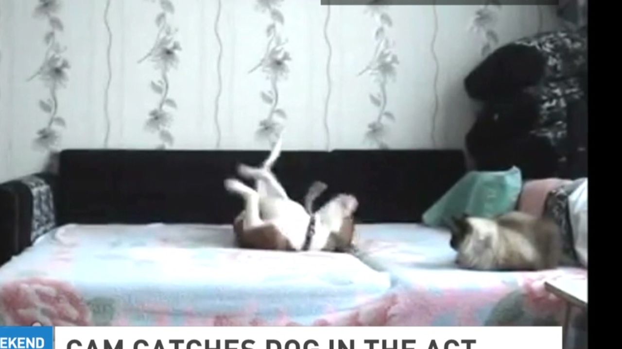 Camera catches dog rolling on bed | CNN