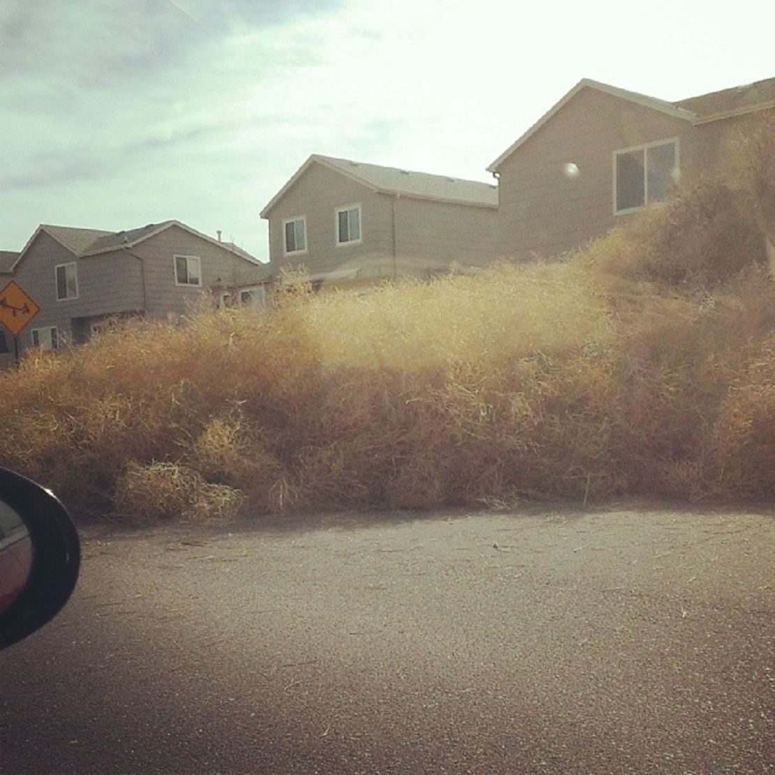 Tumbleweeds pile high in Mahkya Askew's neighborhood