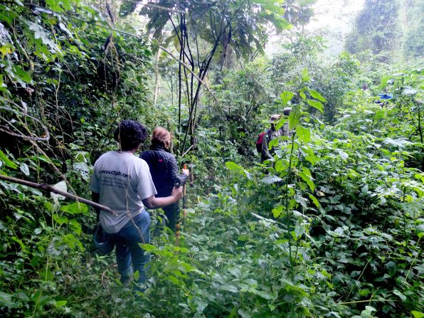 Three hours of grueling walking took her to a group of the endangered gorillas.