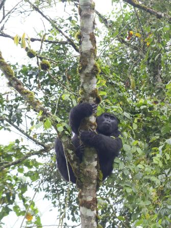 "I observed gorillas' powerful arms, elegant posture, and occasional eye contact made me feel connected."