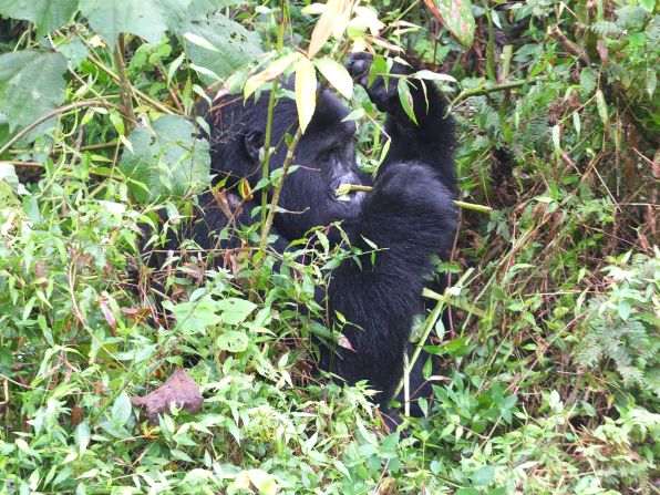 "When I lifted my eyes I saw a giant gorilla munching shoots and leaves, and then nonchalantly striding by," she says.