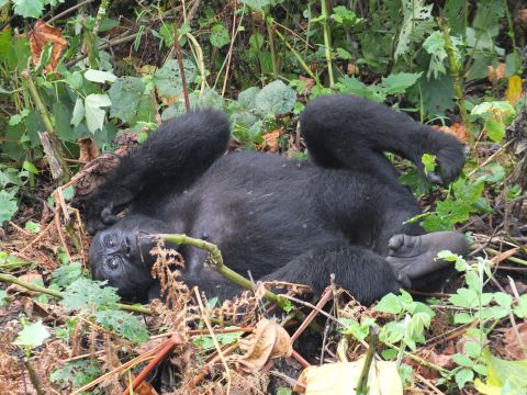 CNN's Zain Verjee trekked through Uganda's Bwindi Impenetrable National Park, in search of its mountain gorillas.