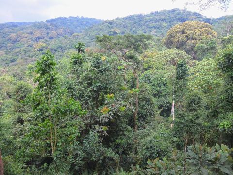 Bwindi Impenetrable National Park covers 32,000 hectares and is known for its exceptional biodiversity, with more than 160 species of trees and over 100 species of ferns.