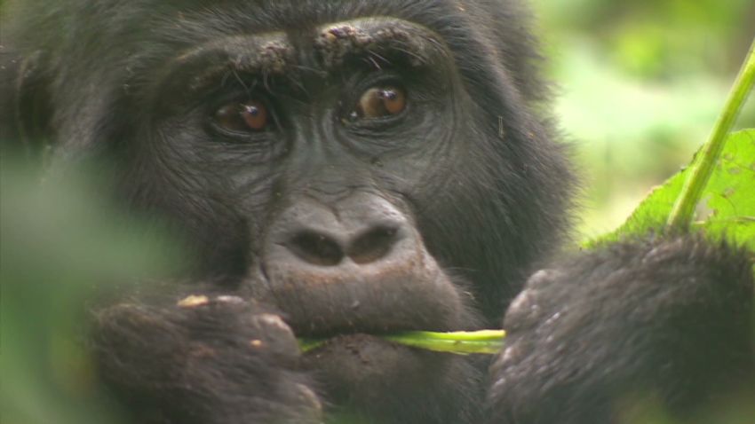spc inside africa uganda gorillas b_00004309.jpg