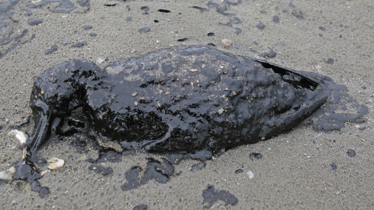 A bird's oil-covered body lies on the Galveston shore on March 23.