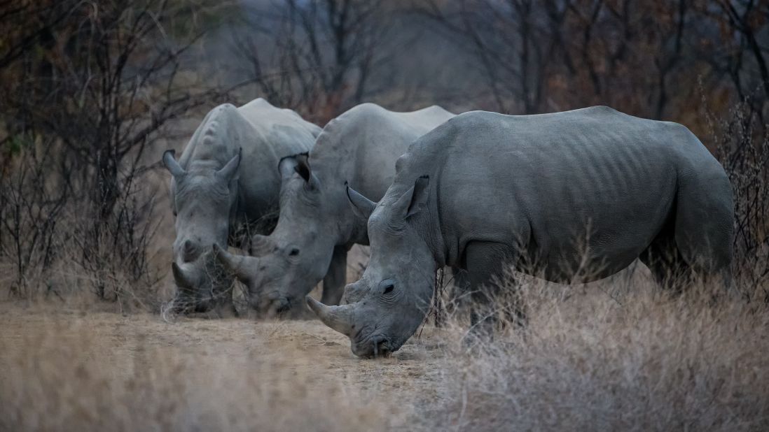 Globally there were 12 million wildlife tourism trips in 2013 (the last full year of data available), and numbers are rising 10% annually, suggesting positive signs for the industry -- should it counter the existential threats to it, such as "the dramatic increase<br />in poaching and illicit trade of wildlife products since 2005," which "threatens to undermine conservation achievements," according to UNTWO.