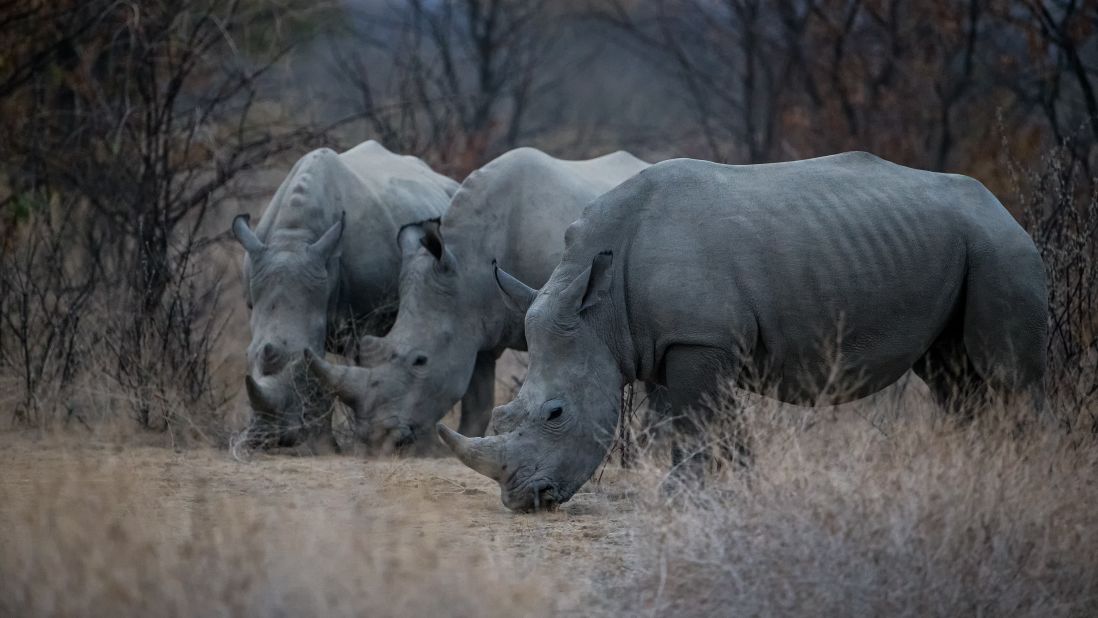 The black rhinos in the Palmwag Concession in Namibia are critically endangered, with fewer than 5,000 left in the wild. Their longer front horn makes them targets for poachers. 