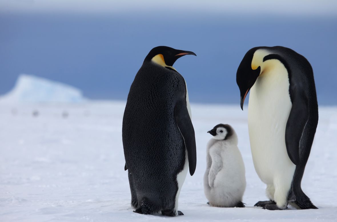 Eight days in Antarctica will be spent exploring ice caves, rock climbing and kite-skiing. The main draw is a colony of 6,000 emperor penguins, populations of which could decline by 50% according to the WWF if global average temperatures rise by just 2 degrees Celsius.