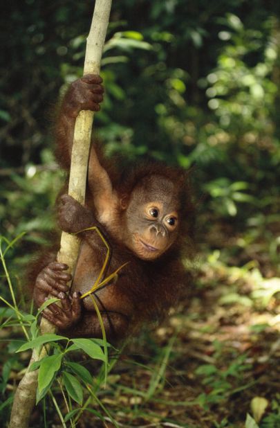 This little guy, plus sun bears and pygmy elephants, can be seen in Borneo. There are approximately 41,000 Bornean orangutans in the wild. Deforestation and illegal wildlife trade are their biggest threats.