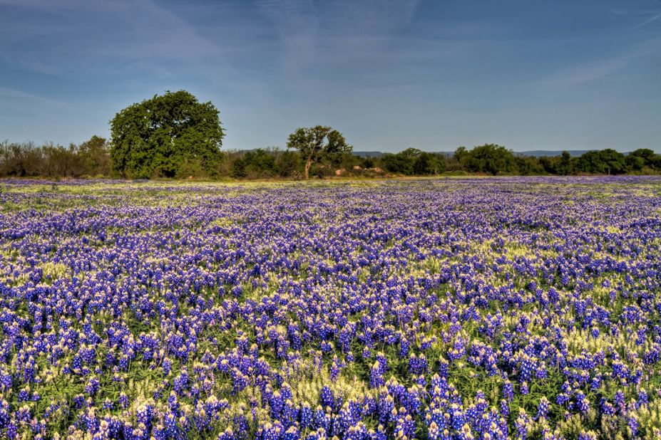 Visitors enjoying Texas Hill Country's bluebonnets can thank Lady Bird Johnson, wife of President Lyndon Johnson, who worked to beautify American cities. In her home state of Texas, bluebonnets were planted across Texas Hill Country.