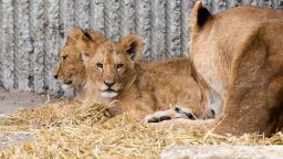 Lions relax at the Copenhagen Zoo in April 2013. It's unclear whether these animals were among the four killed this week.