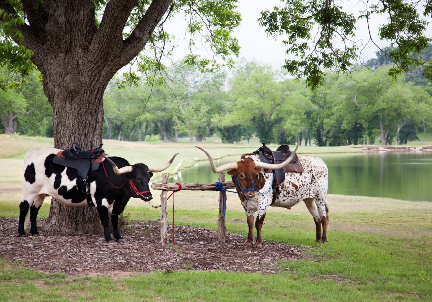 Texas longhorns serve as mascots at the Hyatt Regency Lost Pines Resort and Spa.