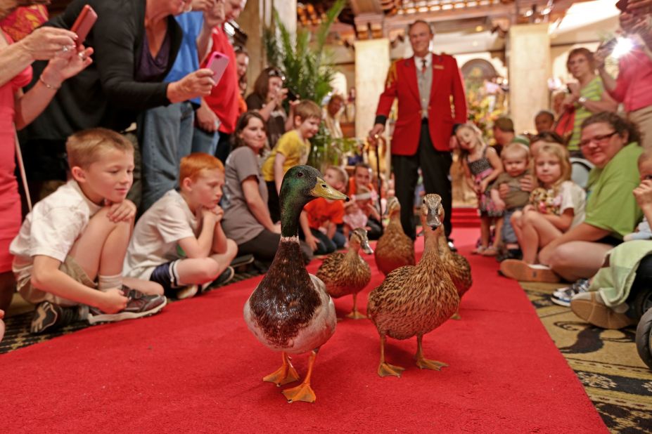 At the Peabody hotel in Memphis, the resident ducks parade through the lobby each day.